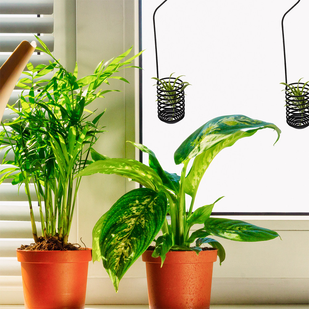 3Pcs Spiral Air Plant Hooks Wa - Air Plant Tillandsia ulasan dan harga