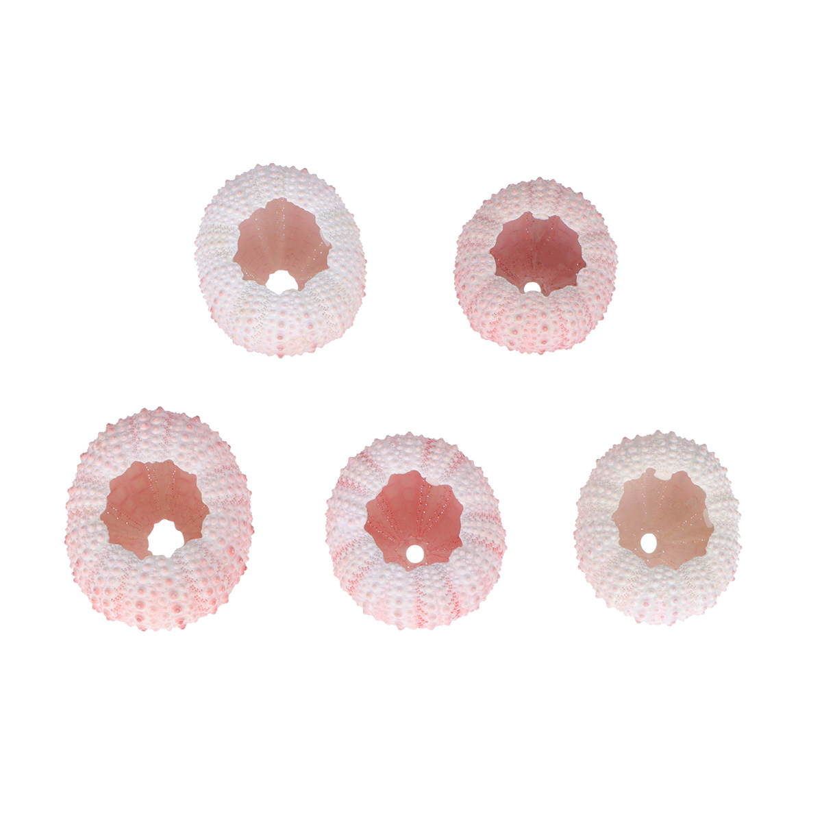 6Pcs Sea Urchin Shells Natural - Air Plant Tillandsia ulasan dan harga