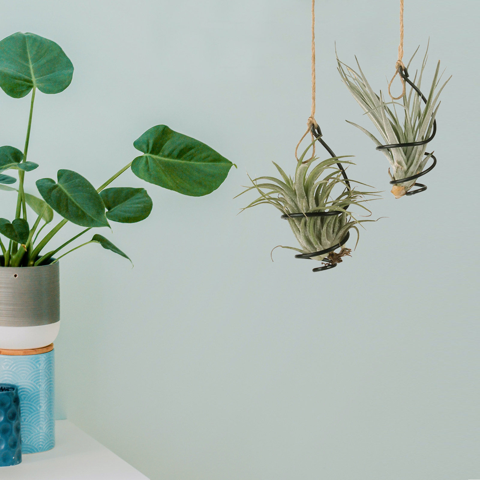 12Set Metal Spiral Air Plant H - Air Plant Tillandsia ulasan dan harga