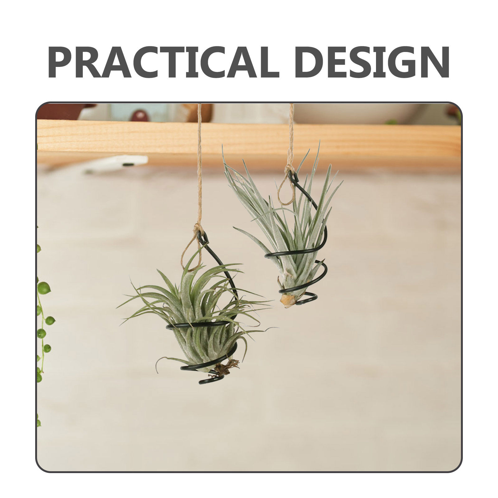 12Set Metal Spiral Air Plant H - Air Plant Tillandsia ulasan dan harga