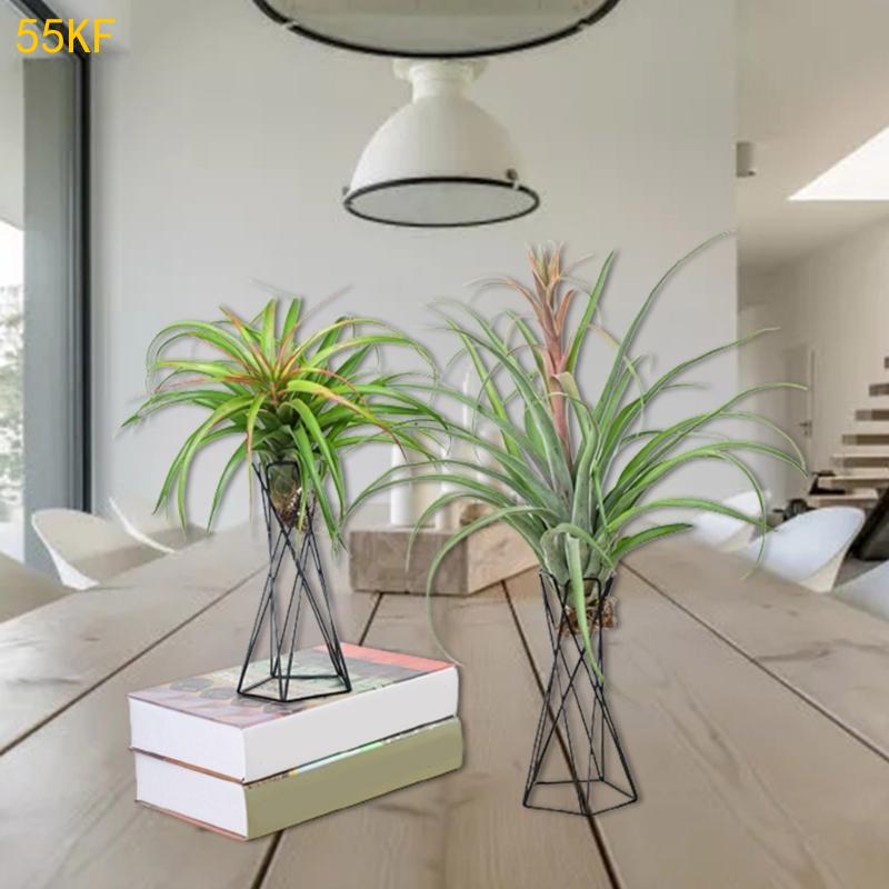 55KF Nordic Air Plant Holder M - Air Plant Tillandsia ulasan dan harga