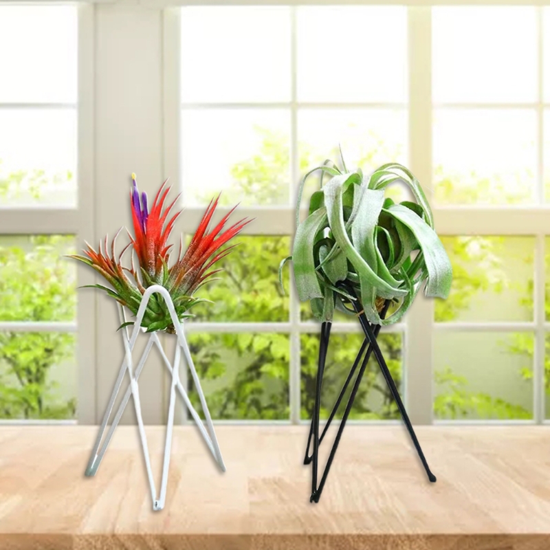 Air Plant Holder Metal Flower  - Air Plant Tillandsia ulasan dan harga