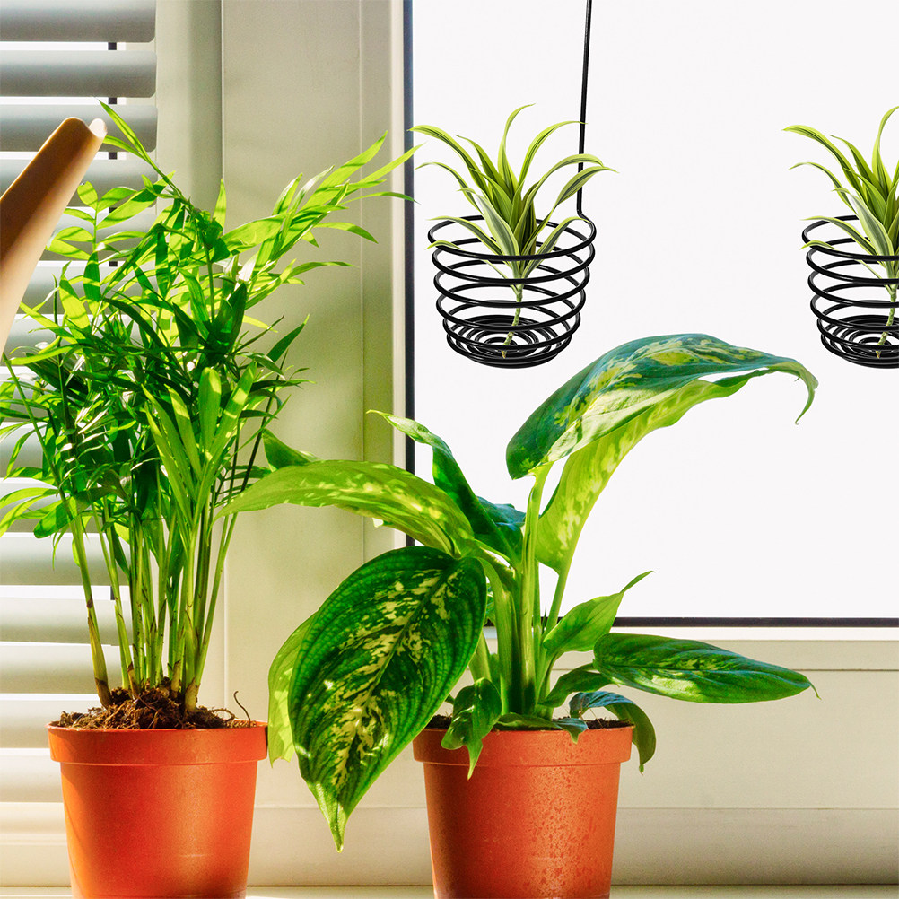 3Pcs Metal Spiral Air Plant Ha - Air Plant Tillandsia ulasan dan harga