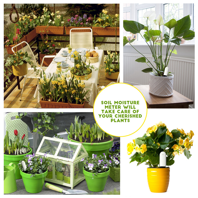 HHCC Xiaomi Flower Care Smart  - Plant Parent App ulasan dan harga